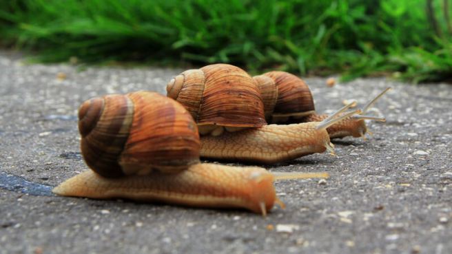 speed-slow-snails-ss-1920-800x450